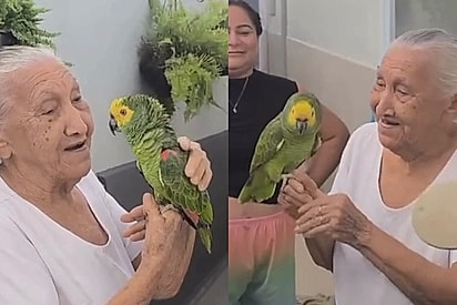 “Nenê, tu tava onde?”: Papagaia de 18 anos some por 2 dias e reencontro com senhorinha idosa emociona milhões