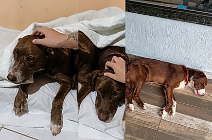 “Eles nunca se abandonaram”: cães que perderam a tutora emocionam ao conquistar final feliz juntos
