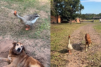 Relação entre ganso e cão idoso emociona tutor