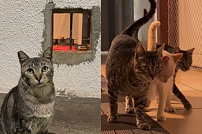 “Ela transformou a própria garagem em abrigo”: Gatil para gatos de rua comove milhões.