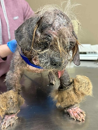 Freddy foi encontrado em estado crítico.