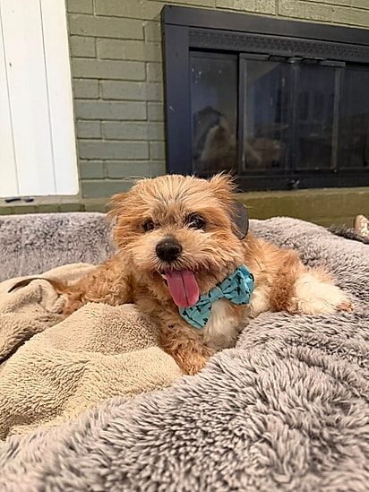 Freddy, após quatro meses de cuidados.