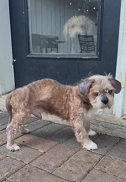 Aos poucos, ele foi se recuperando. 