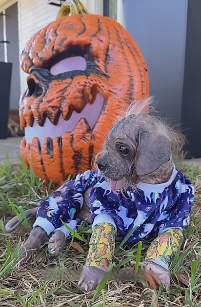 Freddy, logo quando começou a ser tratado. 