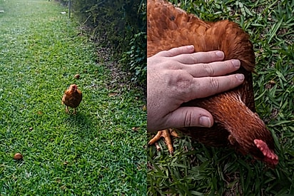 Galinha ‘acha que é cachorro’ e corre animada para receber tutora e cena encanta.