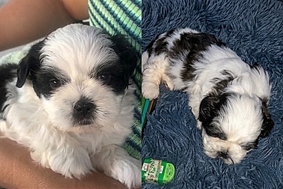 Família jurava ter comprado um shih-tzu puro… mas a verdade apareceu com o tempo.