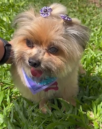 A cachorrinha da avó da Cristal Figueiredo.