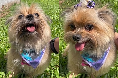 Neta cai na risada ao lembrar do corte que a avó fez na cachorrinha.