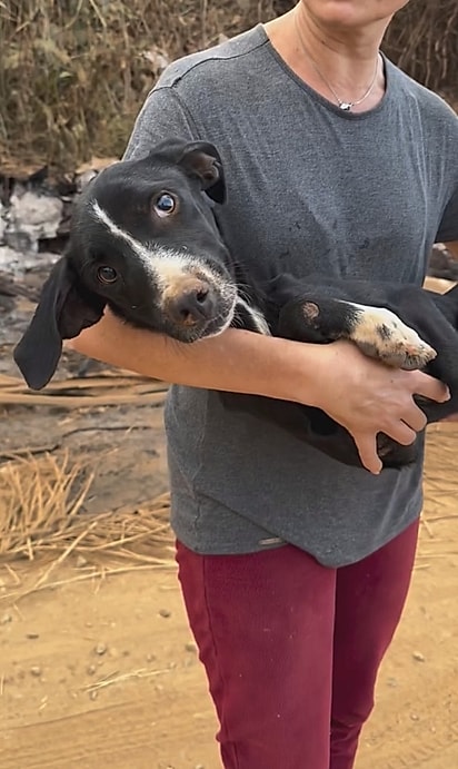 Lily não parava de abanar o rabinho.