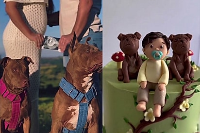 “Disseram que não era seguro”: Casal se recusa a doar pitbulls após gravidez e prova o contrário.