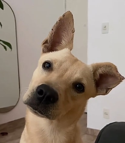 Caramelinha é uma cachorrinha muito doce e simpática.