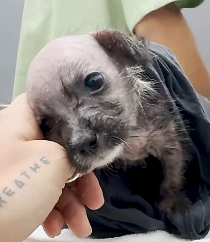 Toni foi levada ao veterinário imediatamente.