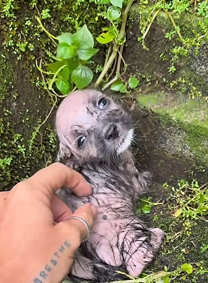 Toni foi encontrada congelando em uma vala.