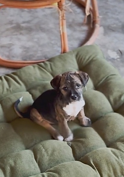 A cachorrinha foi se recuperando.