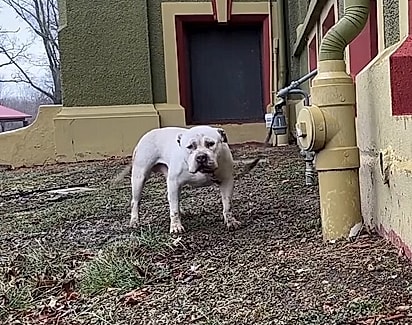 Eddie foi abandonado, amarrado a um hidrômetro.