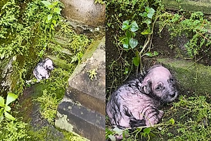 “Se ela ficasse mais algumas horas lá fora não sobreviveria”: cachorrinha encontrada congelando hoje vive cercada de amor
