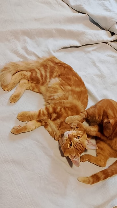 Hoje Fred e Georgina estão bem, saudáveis, lindos e cheios de vida.