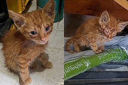 Mulher escuta um som em obra e salva a vida de dois gatinhos.
