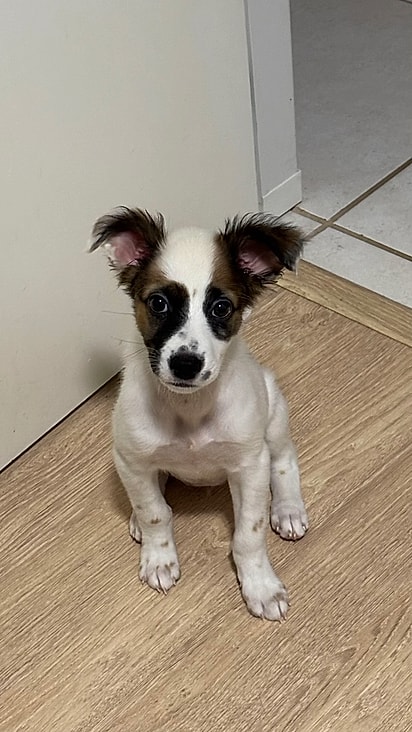 Cachorro da internauta Lorena Ferreira.