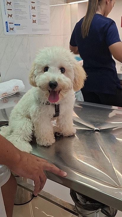 Cachorro da internauta Ana Oliver.