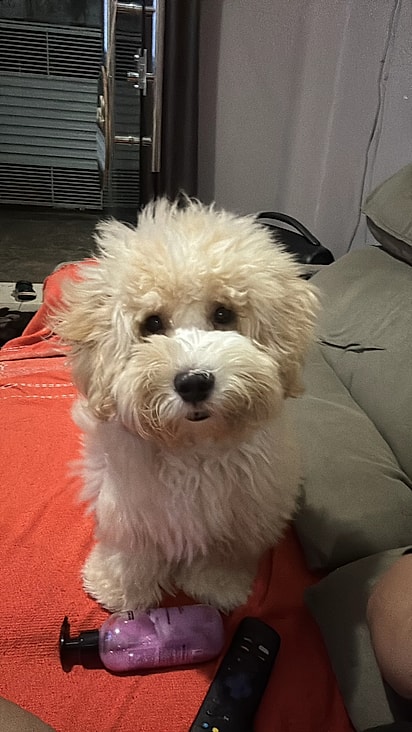 Cachorro da internauta Daylle Pantoja.