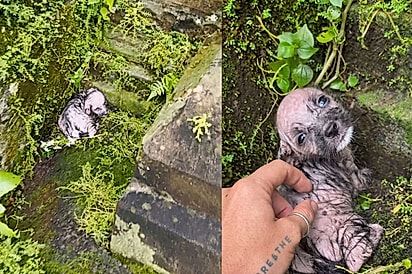 “Se ela ficasse mais algumas horas lá fora não sobreviveria”: cachorrinha encontrada congelando hoje vive cercada de amor