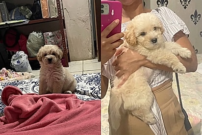 “Era pra ser pequeno”: família adota ‘poodle com shih-tzu’, mas crescimento surpreende.