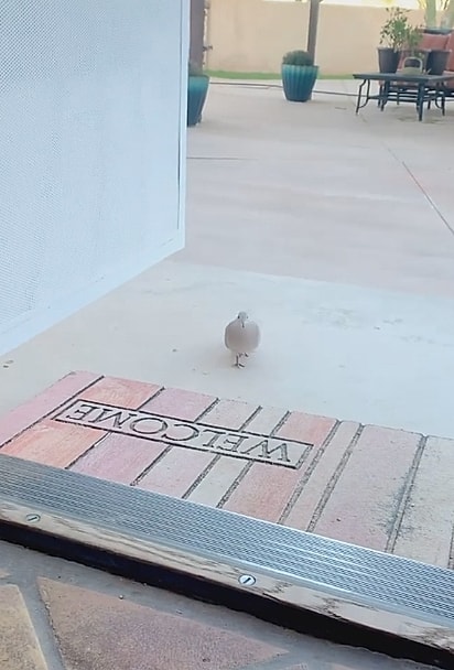 Trigger chegando em casa.