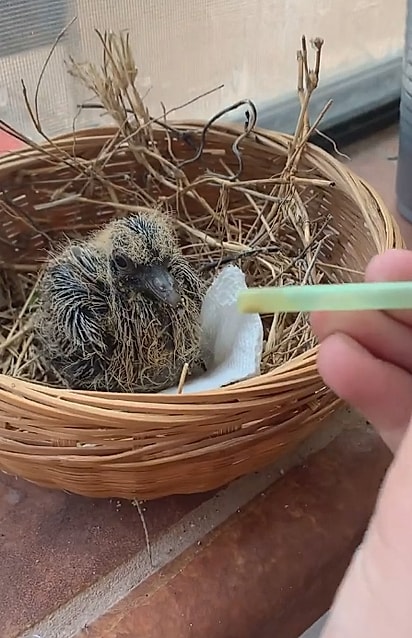 A ave foi encontrada ainda filhote.