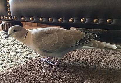 Trigger faz parte da espécie pomba-turca.