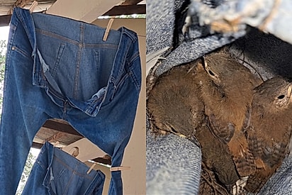 Mulher deixa calça estendida por dois dias no varal e então ela se torna “minha calça, minha vida” para o milagre da natureza acontecer.