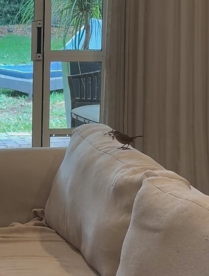 O passarinho carregando materiais no bico para montar o ninho.