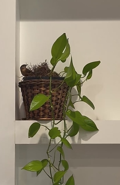 O passarinho fez um ninho logo em cima da TV.