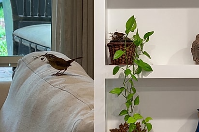 “E agora, como vai ser?” Apresentadora se surpreende ao ver passarinho fazendo ninho na sua sala