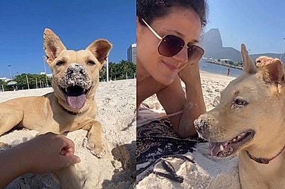 “Ele apareceu, sentou e sorriu”: Vira-lata caramelo se aproxima como quem não quer nada — e muda sua vida para sempre