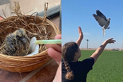 Irmãs sofrem por se despedir de pássaro que criaram desde filhote, mas horas depois algo mágico acontece