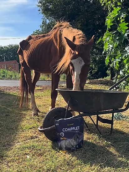 Alípio Paçoca se alimentando.