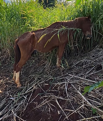 O cavalo estava extremamente magro e precisava de ajuda. 