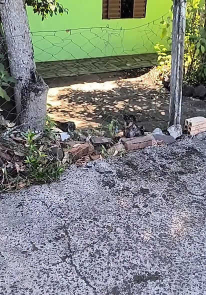 Azeitona foi encontrado em condições de abandono e sofrimento.