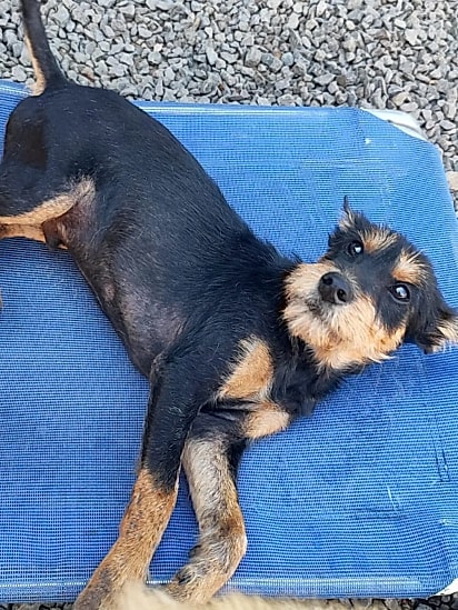 Em 30 dias de cuidados, Azeitona parecia outro cachorrinho.