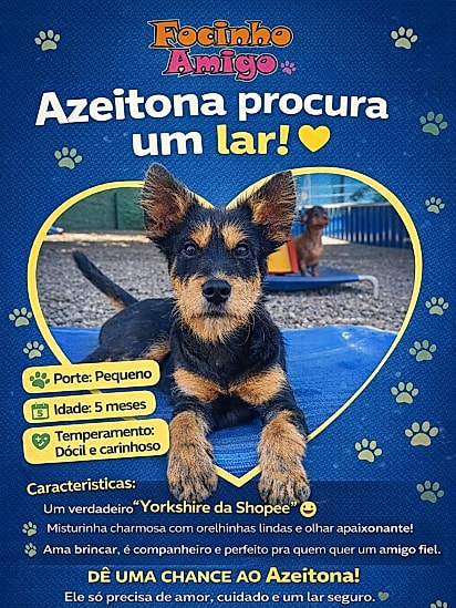 Post de adoção do Azeitona.