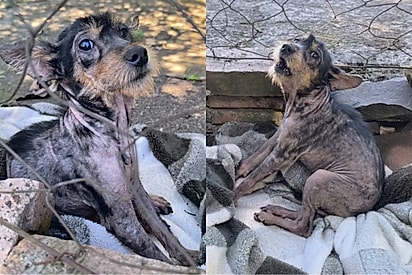 Cachorrinho arisco encontrado em estado crítico passa por incrível transformação após receber cuidado e amor.