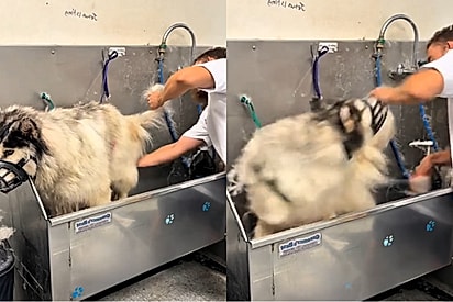 Husky siberiano “agressivo” chega a pet shop, e o que acontece durante o banho deixa a internet impressionada.