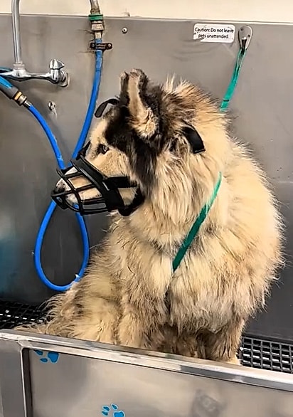 O husky chegou ao pet shop sendo rotulado como agressivo.
