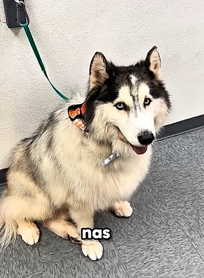 No final do banho, o husky se mostrou um cachorro dócil.