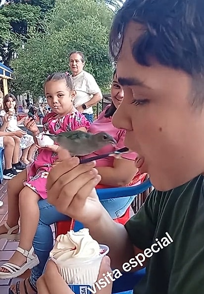 Apesar de ser uma ave naturalmente desconfiada, o sanhaço permaneceu ao lado do menino.