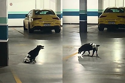 Cachorra resgatada em rodovia volta a andar após seis anos de paralisia e diagnóstico equivocado