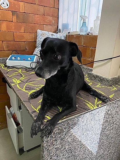 Pretinha perdeus os movimentos após sequela do atropelamento.