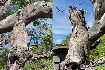 “É uma das imagens mais belas”: Morador do sertão se emociona ao encontrar ave rara