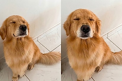 Você não pode ser assim com a pessoas: Internet se revolta após golden levar bronca por ser muito simpática